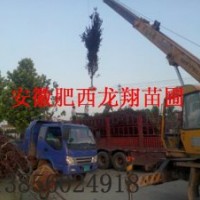 供應(yīng)1-20公分紅葉李、烏桕、桂花、中華石楠、香樟、紫薇