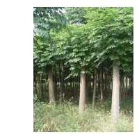 供應(yīng)句容欒樹