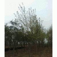 碧桃，廣玉蘭，八零海棠，白蠟，五角楓