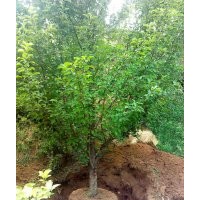 13公分京紅海棠樹