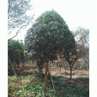 西安精品茶條槭，國槐，蒙古櫟，皂莢，廣玉蘭，桂花