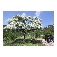 子播優(yōu)質(zhì)流蘇苗流蘇樹(shù),原生暴馬丁香各種樹(shù)姿各種規(guī)格,子播白皮松