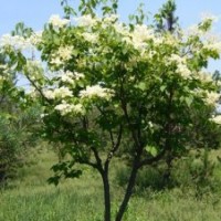 子播欒樹(shù)價(jià)格,子播五角楓原生五角楓價(jià)格,暴馬丁香暴馬丁香樹(shù)