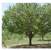 【低價(jià)精品】八棱海棠樹產(chǎn)地
