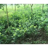 供應(yīng)大葉黃楊