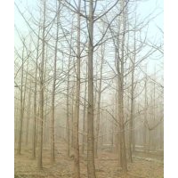 25公分銀杏樹6000元