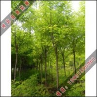 香花槐的未來(lái)發(fā)展前景