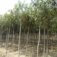 枇杷，2013年枇杷潢川報價