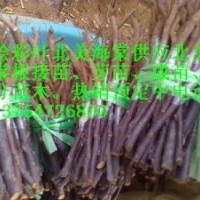 供北美海棠根接苗、北美海棠成苗、北美海棠芽苗、北美海棠砧木苗