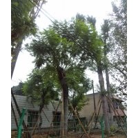 瀘州蘭花楹，成都蘭花楹，蘭花楹景觀樹