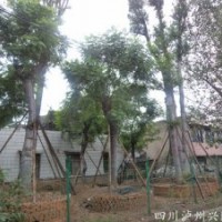 成都蘭花楹，蘭花楹大樹，蘭花楹圖片，重慶蘭花楹