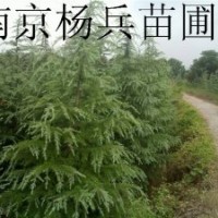 雪松廣玉蘭白玉蘭大葉女貞馬褂木蜀檜