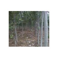 毛白楊供應(yīng)_2公分半-8公分毛白楊（毛白楊價(jià)格、種植）