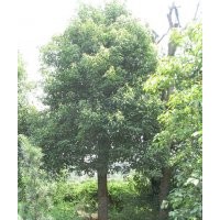 湖南苗木香樟 移栽香樟 桂花