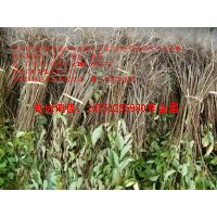 江蘇熱銷的1米高紫薇小苗50公分高紫薇苗價(jià)格