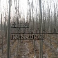 出售毛白楊１０７楊千頭椿國槐法桐白蠟速生柳垂柳等