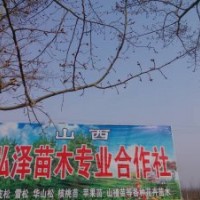 供應(yīng)白皮松