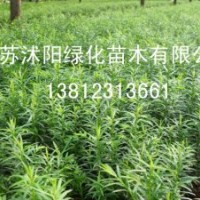 黃楊，紅瑞木，黃柳