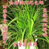 我苗圃大量供應(yīng)；龍柏，紅王紫錦帶，紅葉小檗