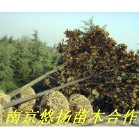 廣玉蘭，廣玉蘭價格，南京廣玉蘭基地直接批發(fā)