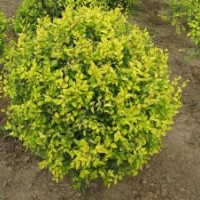 【精品推薦】供應(yīng)地接、高接金葉榆，粗度0.8-10cm，嫁接高度8-12