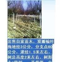 刺柏，萱草，景天