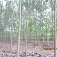 供應(yīng)毛白楊、速生法桐小苗、白臘半成品等優(yōu)質(zhì)綠化苗和小苗