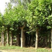 法桐價(jià)格,速生法桐,法桐小苗,濟(jì)寧法桐樹(shù)苗價(jià)格濟(jì)寧青森苗木基地