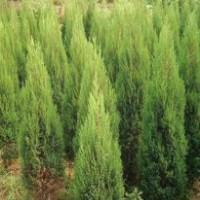 供應(yīng)刺柏、龍柏、灑金柏、桂花等綠化苗木