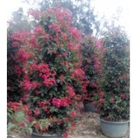 供應(yīng)四季紅三角梅