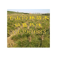 供應(yīng)油松苗價格，油松小苗價格，油松樹苗價格