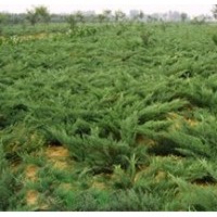 供應(yīng)爬地柏、蜀檜、刺柏、沙地柏,膠東衛(wèi)矛、連翹.