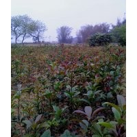 出售40-60公分高優(yōu)質金球桂小苗