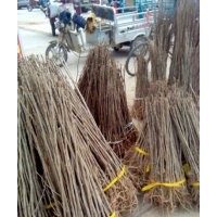 旭東銀杏 基地選樹 現(xiàn)場挖樹