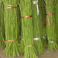 供應(yīng)速生國(guó)槐小苗