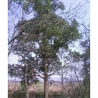 野生香樟樹(shù)