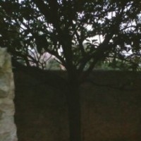 供應(yīng)枇杷樹,湖北枇杷樹供應(yīng)