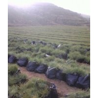 油松1-4米，另有兩年容器袋苗。