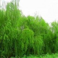 供應(yīng)：國(guó)槐、欒樹(shù)、合歡、青桐、白臘、大葉女貞、垂柳