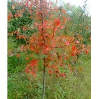 供應(yīng)1-20公分木瓜以及木瓜苗