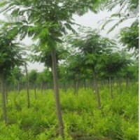 供應(yīng)1-30公分合歡《山合歡》