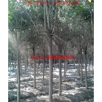 肥西苗木,肥西大葉女貞,桂花