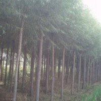 長期供應(yīng)綠化苗木 速生柳 垂柳 黃柳 國槐