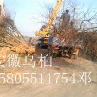 2-3-4-5-6-8-9-10公分烏桕價(jià)格，全冠烏桕，光桿烏桕價(jià)格