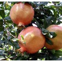 供應(yīng)河北石榴