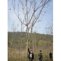 供應(yīng)12-17公分各種規(guī)格香樟，欒樹(shù)，廣玉蘭