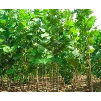 哪里有法桐小苗！法桐小苗多少錢一棵