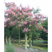 供應(yīng)2-15公分紅花紫薇