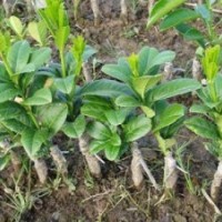 供應(yīng)佛手苗