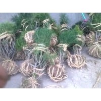 供應(yīng)白皮松、供應(yīng)白皮松